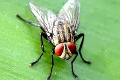 Lalat
