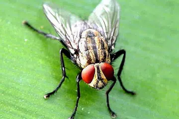 Lalat
