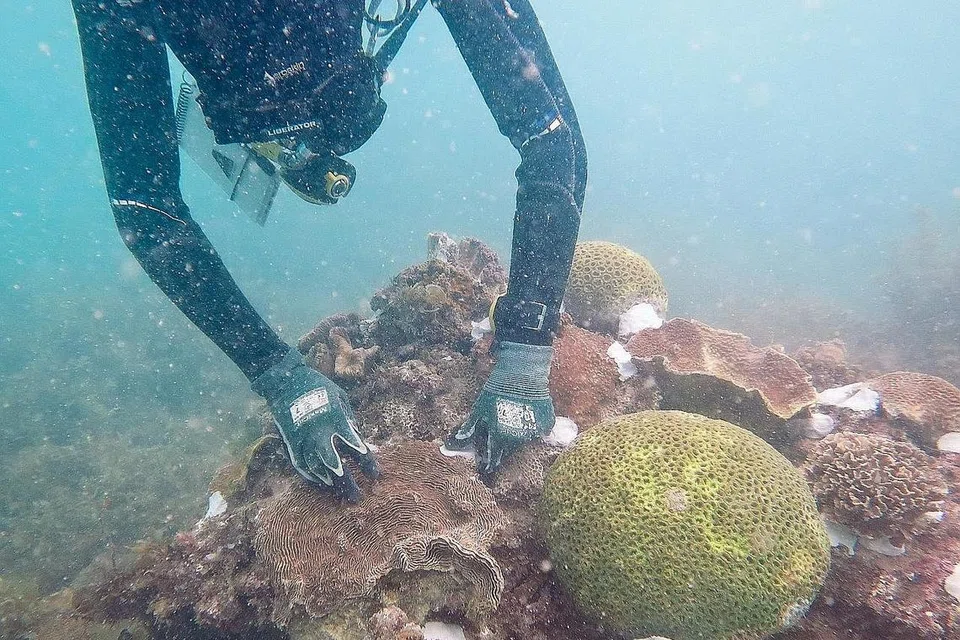 PROJEK INOVATIF: Tapak Pelupusan Sampah Semakau Semak merupakan sebuah kisah kejayaan yang unik yang memperlihatkan bagaimana sisa dan kehidupan marin dapat wujud bersama. - Foto NEA