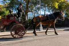 Puluhan pemandu kereta kuda kini berdepan kemungkinan kehilangan pekerjaan menyusuli pengundian pada 22 Oktober bagi mengharamkan perkhidmatan berkenaan daripada laluan jalan raya New York City dan Central Park mulai Jun 2028.