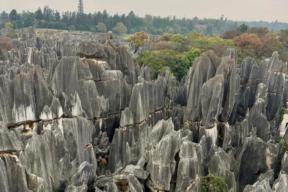 Stone Forest.