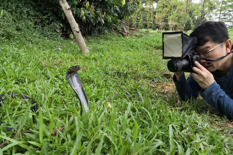 Dr Seow kerap masuk hutan beberapa kali seminggu, pada waktu siang dan malam, untuk mencari serta merakam foto ular.