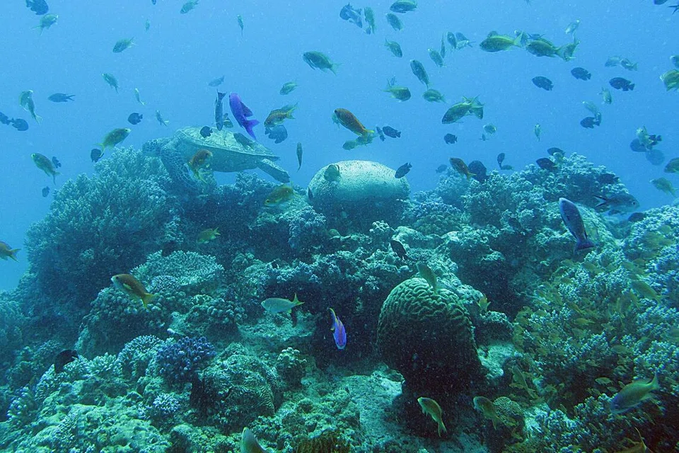 Terumbu karang di Bohol, Filipina, pada 2015. Filipina merupakan sebahagian daripada kawasan Laut Asia Timur yang menempatkan Coral Triangle, iaitu antara kawasan kepelbagaian biologi marin terkaya di dunia.