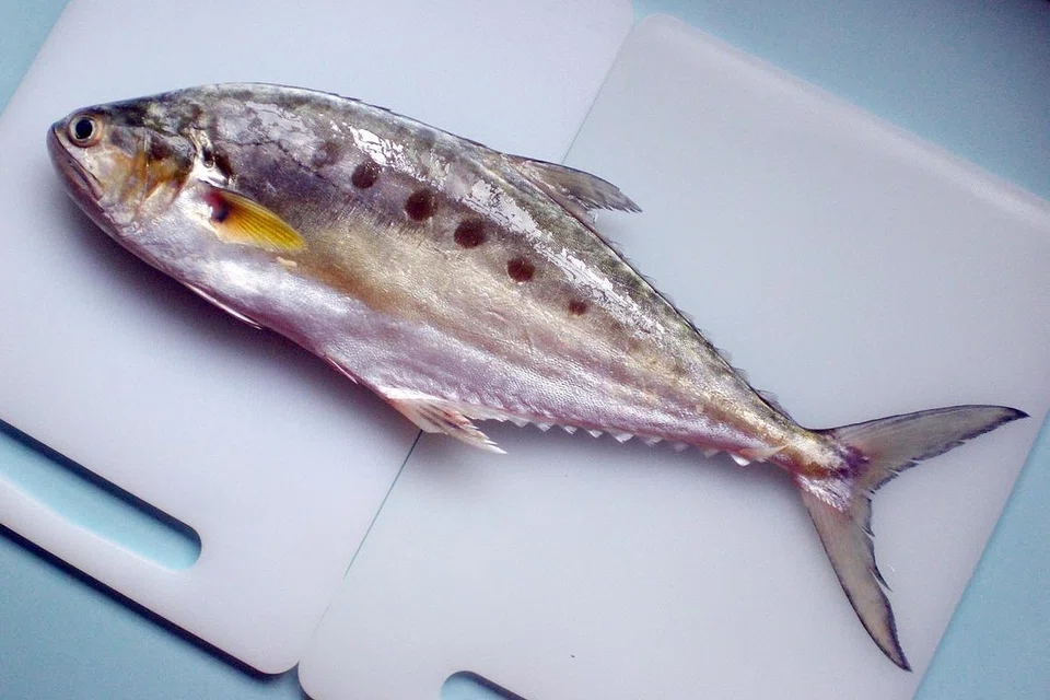 Ikan Talang.