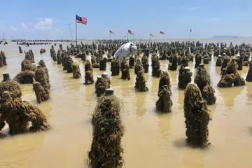 Kebanyakan pengusaha kupang di Pasir Panjang, Port Dickson, Negeri Sembilan, menggunakan teknik pancang kupang untuk penternakan haiwan laut itu.