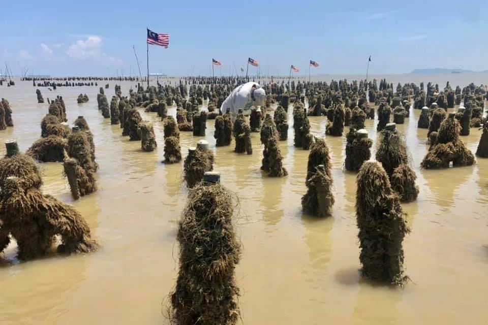 Kebanyakan pengusaha kupang di Pasir Panjang, Port Dickson, Negeri Sembilan, menggunakan teknik pancang kupang untuk penternakan haiwan laut itu.