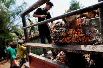 DIGANTUNG: Indonesia akan gantung beberapa permit eksport minyak sawit jelang Ramadan dan Aidilfitri. - Foto REUTERS