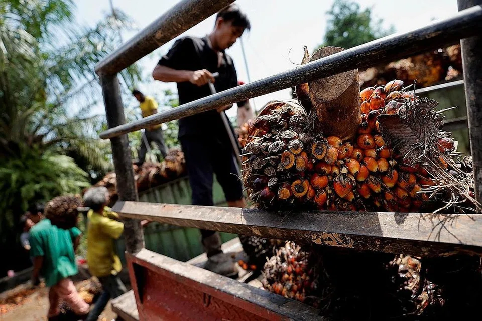 DIGANTUNG: Indonesia akan gantung beberapa permit eksport minyak sawit jelang Ramadan dan Aidilfitri. - Foto REUTERS