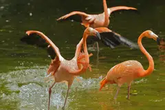 SAMBUTAN JUBLI EMAS: Taman Burung Jurong meraikan 50 tahun perasmiannya dengan pelbagai acara buat seisi keluarga. - Foto WILDLIFE RESERVES SINGAPORE