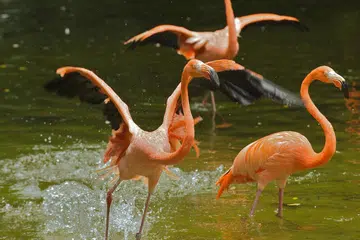 SAMBUTAN JUBLI EMAS: Taman Burung Jurong meraikan 50 tahun perasmiannya dengan pelbagai acara buat seisi keluarga. - Foto WILDLIFE RESERVES SINGAPORE