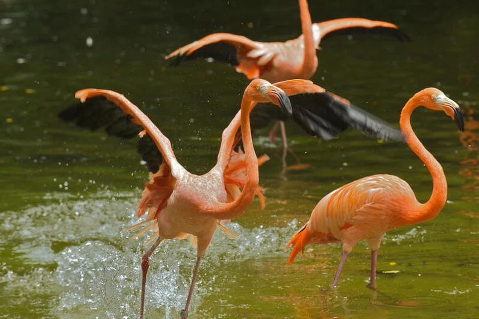 SAMBUTAN JUBLI EMAS: Taman Burung Jurong meraikan 50 tahun perasmiannya dengan pelbagai acara buat seisi keluarga. - Foto WILDLIFE RESERVES SINGAPORE