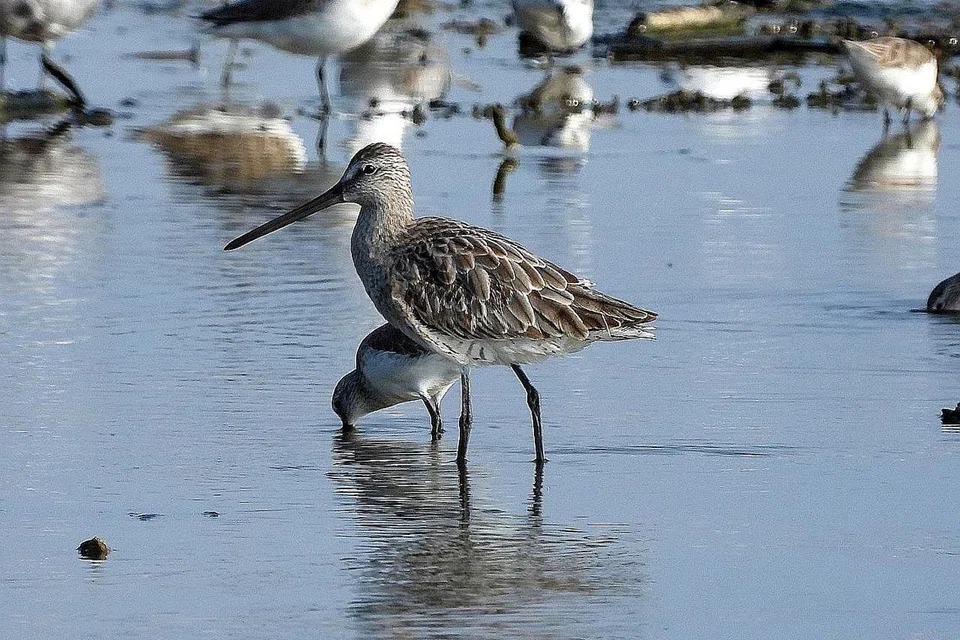 LEBIH MUDAH DIJEJAK: Burung kedidi-tetiruk Asia atau Asian Dowitcher yang jarang dkesan di Singapura antara spesies burung hijrah yang bakal dikaji laluan penghijrahan mereka. - Foto YONG DING LI