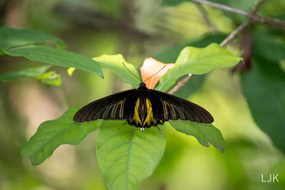butterfly, rare, Singapore, golden birdwing
