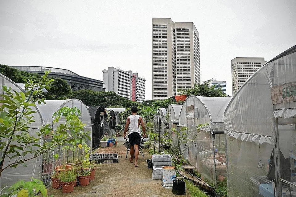LADANG PERTANIAN BANDAR: Sprout Hub yang merupakan sebuah ladang pertanian bandar seluas antara 400 kaki persegi dengan 800 kaki pesegi terletak di premis bekas Sekolah Menengah Henderson. - Foto BH oleh NG SOR LUAN