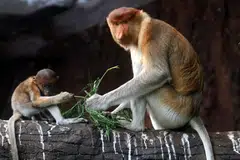 Seekor anak monyet probosis berusia dua setengah bulan bermain di bawah pengawasan ibunya di Batu Secret Zoo, Jatim Park 2, Batu, Jawa Timur, pada 14 April. Zoo itu berjaya meningkatkan jumlah spesies terancam yang hanya ditemui secara semula jadi di Borneo daripada lima kepada 10 ekor menerusi program pembiakan sejak dua tahun lalu. Di Kalimantan Selatan, sekurang-kurangnya 12 monyet probosis ditemui mati selepas kebakaran hutan dan tanah melanda habitat mereka di Desa Balimau, daerah Kalumpang.