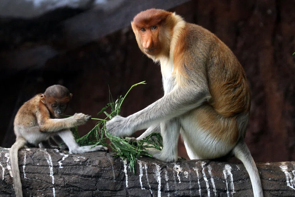 Seekor anak monyet probosis berusia dua setengah bulan bermain di bawah pengawasan ibunya di Batu Secret Zoo, Jatim Park 2, Batu, Jawa Timur, pada 14 April. Zoo itu berjaya meningkatkan jumlah spesies terancam yang hanya ditemui secara semula jadi di Borneo daripada lima kepada 10 ekor menerusi program pembiakan sejak dua tahun lalu. Di Kalimantan Selatan, sekurang-kurangnya 12 monyet probosis ditemui mati selepas kebakaran hutan dan tanah melanda habitat mereka di Desa Balimau, daerah Kalumpang.