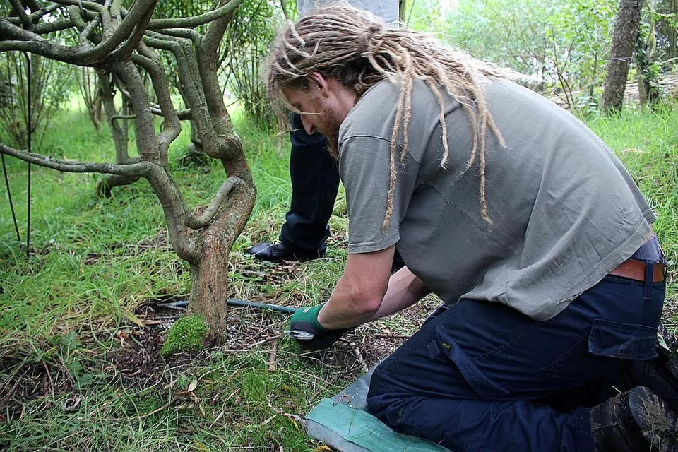 BENTUK KERUSI: Seorang kakitangan sedang memotong pokok yang telah ditanam selama enam tahun dan dibentuk seakan kerusi. - Foto REUTERS