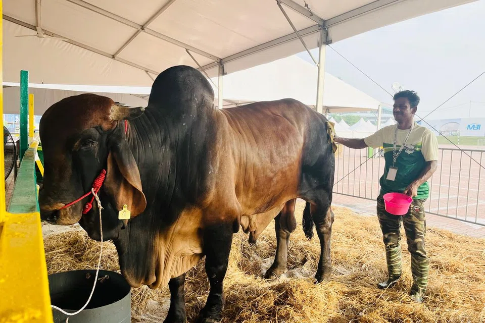 lembu sado, aidiladha, karnival lembu, Tayyib Ranch