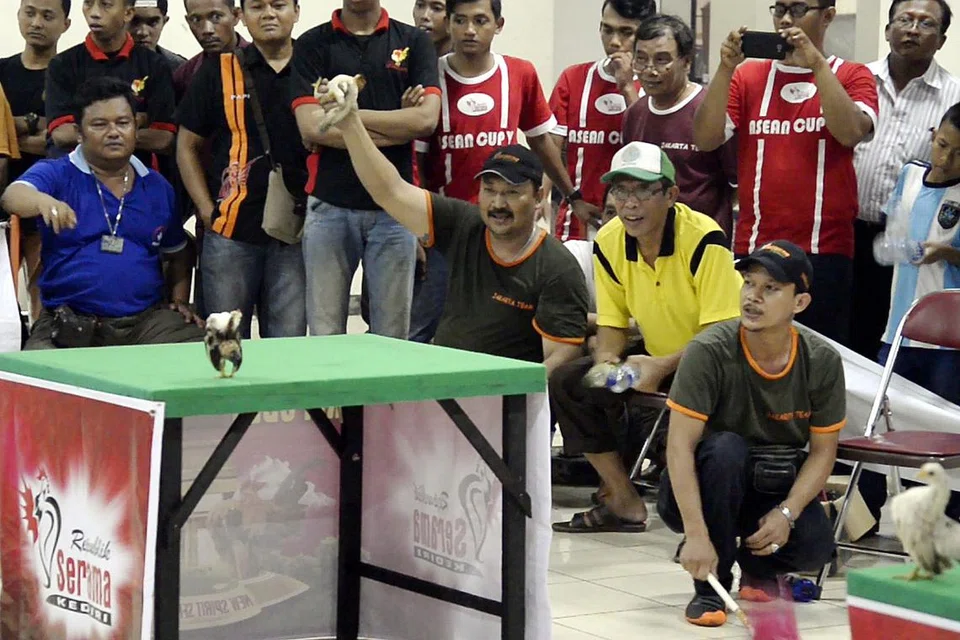 DICALON DOKUMENTARI TERBAIK: Filem dokumentari 'Chicken Beauty Pageant' memaparkan keriuhan pertandingan kecantikan ayam serama di Malaysia dan Indonesia.