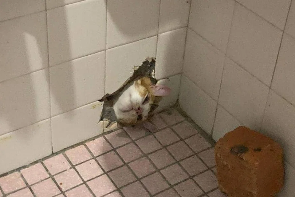 Kucing terlibat dalam satu operasi penyelamat pada 17 Februari kelihatan lehernya tersangkut di lobang dinding.
