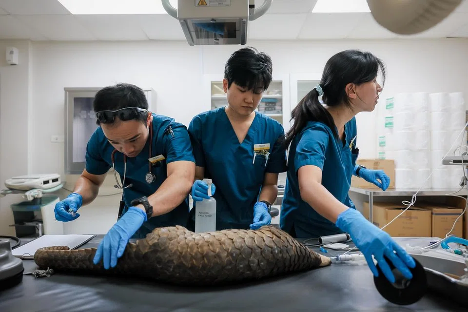 (Dari kiri) Penolong Naib Presiden Penjagaan Kesihatan Haiwan Mandai Wildlife Group, Dr Heng Yirui; Jururawat Haiwan, Encik Maxine Ng; dan Doktor Haiwan, Dr Charlene Yeong, sedang melakukan pemeriksaan kesihatan penuh pada tenggiling Sunda jantan. Sperma binatang itu akan dikumpul sebagai sebahagian daripada usaha mereka untuk memastikan tenggiling akan kekal hidup pada masa akan datang.