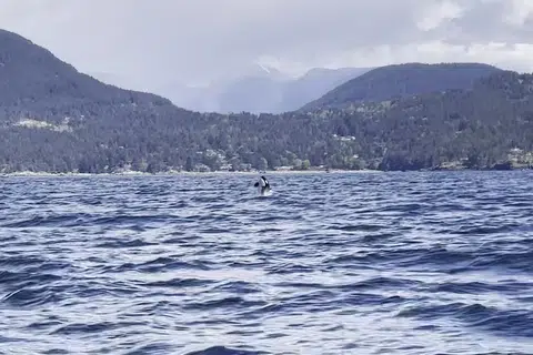 Seekor orca melompat keluar dari air di pesisir Campbell River, Vancouver.
