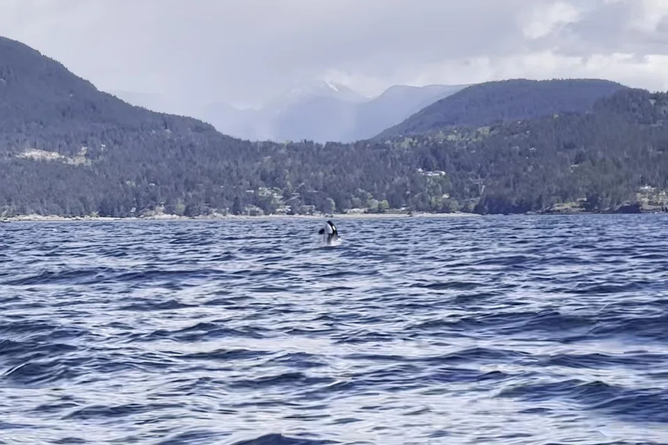 Seekor orca melompat keluar dari air di pesisir Campbell River, Vancouver.