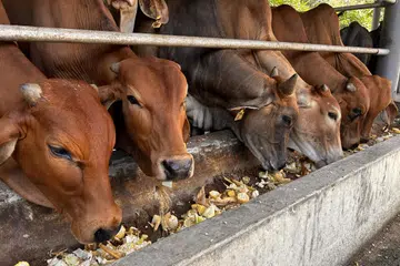 pasir gudang, lembu, aidiladha, hari raya haji