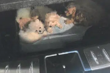 SELUDUP HAIWAN: 15 anak anjing ditemui tersembunyi di bahagian atas petak tayar ganti kereta pada Julai 2023 di Pusat Pemeriksaan Tuas