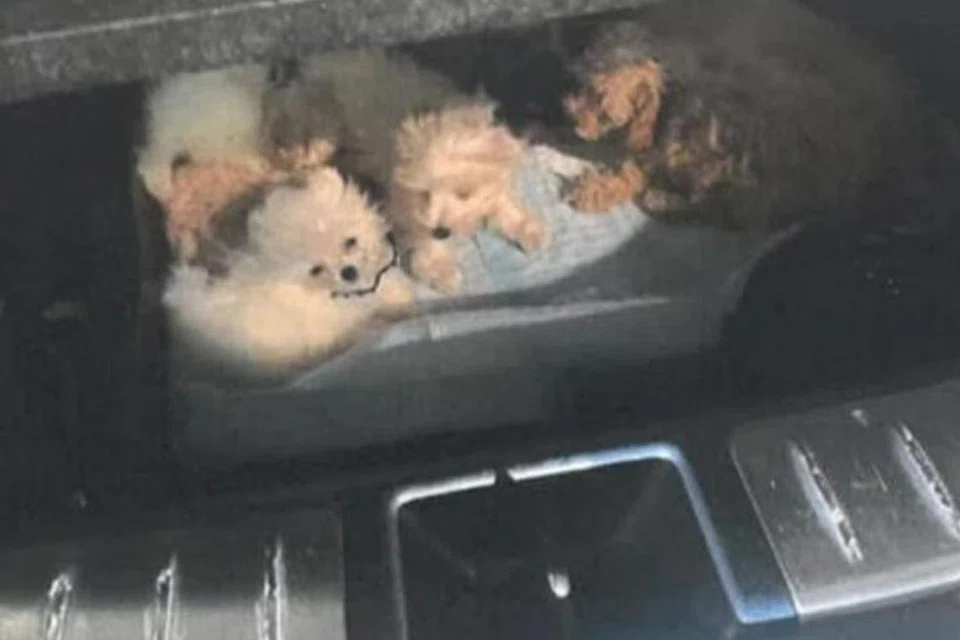 SELUDUP HAIWAN: 15 anak anjing ditemui tersembunyi di bahagian atas petak tayar ganti kereta pada Julai 2023 di Pusat Pemeriksaan Tuas