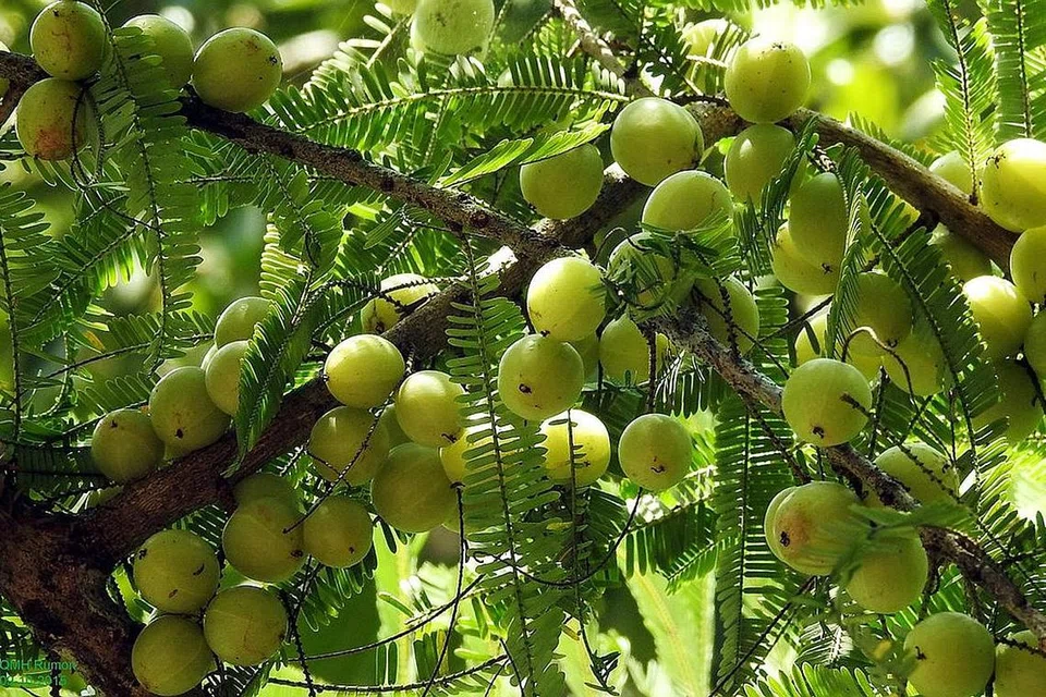 BUAH MELAKA RASA KELAT: Buah Melaka (phyllanthus emblica) yang juga dikenali sebagai Indian gooseberry mempunyai rasa kelat. Usah dikelirukan dengan kuih onde-onde, yang juga dikenali sebagai buah Melaka! -- Foto FLICKR BAHASA 