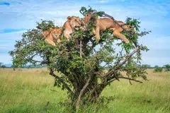 Singa di Tanzania.