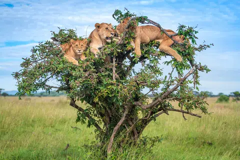 Singa di Tanzania.