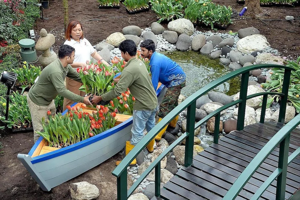 INSPIRASI DARI VINCENT VAN GOGH: Cik Marziah Omar (dua dari kiri) yang merancang landskap paparan bunga di Flower Dome berkata bahawa pameran Tulipmania adalah inspirasi daripada Vincent Van Gogh, seorang pelukis terkenal dari Belanda. Ia akan mempamerkan lebih 100 jenis tulip dan hyacinth dalam palet pelbagai warna. - Foto M.O. SALLEH