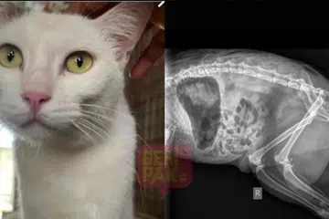 Analisis bedah siasat terhadap kucing diberi nama Lily yang ditemui mati di Universiti Malaya mengesahkan luka di kaki kucing berkenaan dipercayai akibat dipotong dengan senjata tajam, bukan gigitan anjing liar sebagaimana didakwa. 