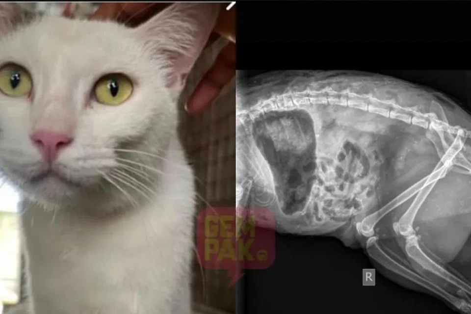 Analisis bedah siasat terhadap kucing diberi nama Lily yang ditemui mati di Universiti Malaya mengesahkan luka di kaki kucing berkenaan dipercayai akibat dipotong dengan senjata tajam, bukan gigitan anjing liar sebagaimana didakwa. 