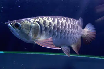 Seorang penghantar barang didenda atas kesalahan meninggalkan ikan arowana di dalam keretanya sehingga ia mati.