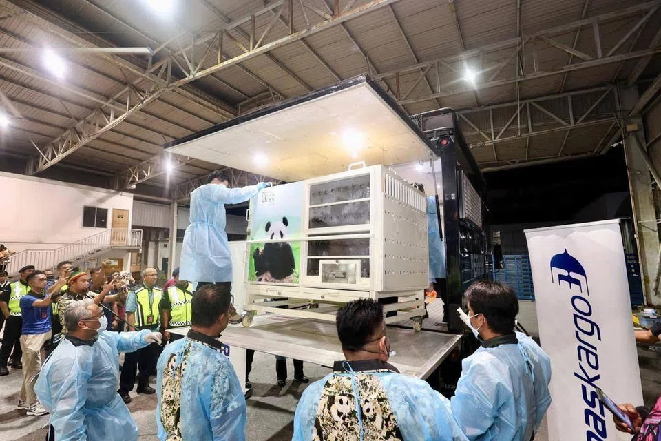 Pasangan panda gergasi dari China yang baru tiba di Malaysia pada 18 November akan dikuarantin selama sebulan sebelum diperkenalkan kepada pengunjung Zoo Negara.