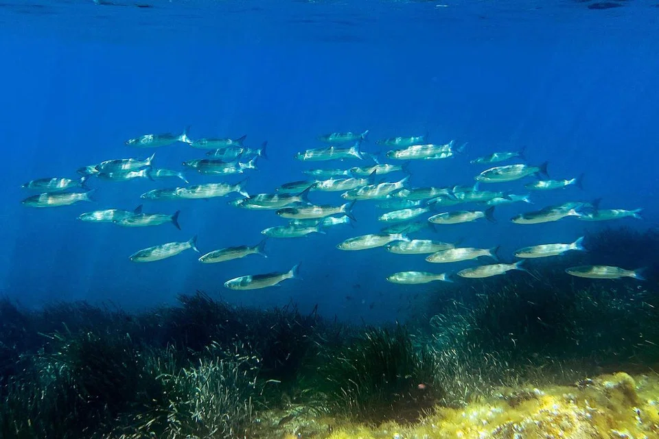 Sekumpulan ikan berenang di atas tumbuh-tumbuhan marin dikenali sebagai Posidonia, mutiara laut Mediterranean.