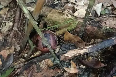 Antara kudup bunga pakma yang akan mekar.