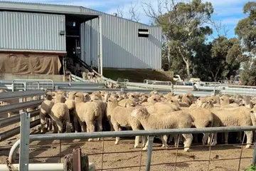SalamSG Korban, Australia