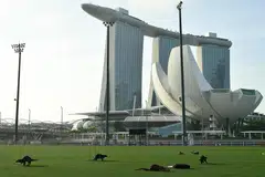 SEBAHAGIAN EKOSISTEM S’PURA: Hidupan liar seperti memerang kelihatan bermain di Platform Terapung Marina Bay.