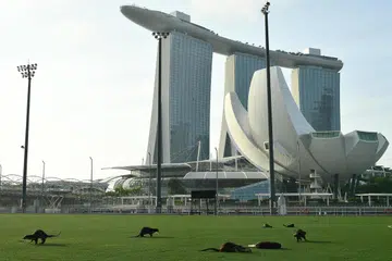 SEBAHAGIAN EKOSISTEM S’PURA: Hidupan liar seperti memerang kelihatan bermain di Platform Terapung Marina Bay.