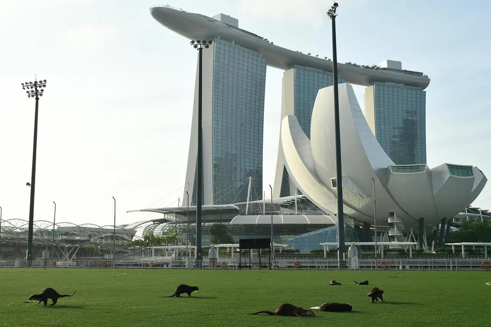 SEBAHAGIAN EKOSISTEM S’PURA: Hidupan liar seperti memerang kelihatan bermain di Platform Terapung Marina Bay.