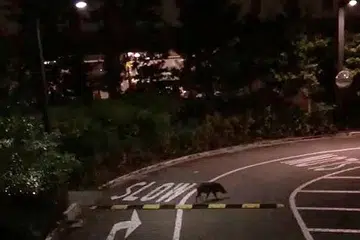 HAIWAN LIAR MERBAHAYA: Seekor babi hutan kelihatan berkeliaran berdekatan Blok 308B Punggol Walk pada malam 20 Februari lalu. - Foto KIRIMAN PEMBACA.
