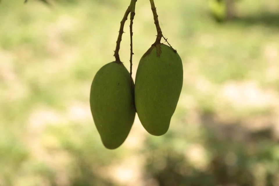 mangga, harumanis, tipu