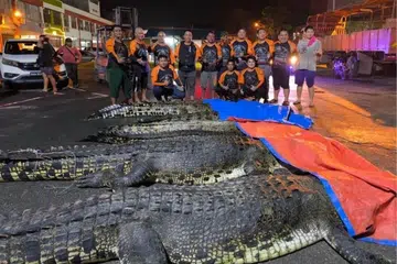 Tangkapan termasuk dua ekor buaya lelaki berukuran lebih 5 meter panjang.