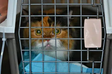 Di bawah Rangka Kerja Pengurusan Kucing, pemilik kucing perlu memasang mikrocip dan memohon lesen untuk kucing peliharaan masing-masing menjelang 31 Ogos.