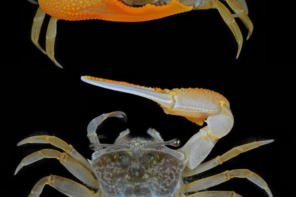 Ketam rebab, haiwan marin, mikroplastik