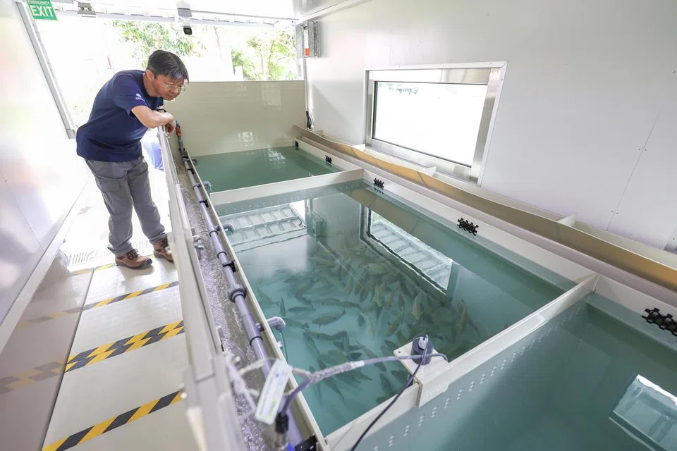 INOVASI: Teknologi akuakultur membolehkan ladang ternak ikan hasil kerjasama Aqualita Ecotechnology dan Majlis Bandaran Tampines ditempatkan di estet kejiranan. 